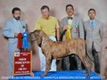 In Memorian - Fila Brasileiro Tigrado - Canil Singular - Podiuns